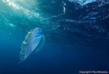 清水町ふるさと大使　海洋生物写真家　峯水亮氏による　作品パネル　Polka-dot ribbonfish swimming in the morning sun（_D5A5726_A4）