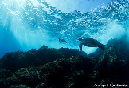 清水町ふるさと大使　海洋生物写真家　峯水亮氏による　作品パネル　Breaking waves of turtles（_MG_0350_A4）