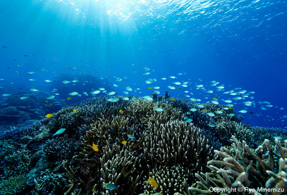 15位! 口コミ数「0件」評価「0」清水町ふるさと大使　海洋生物写真家　峯水亮氏による　作品パネル　Shallow coral reefs and fishes（_MG_203･･･ 