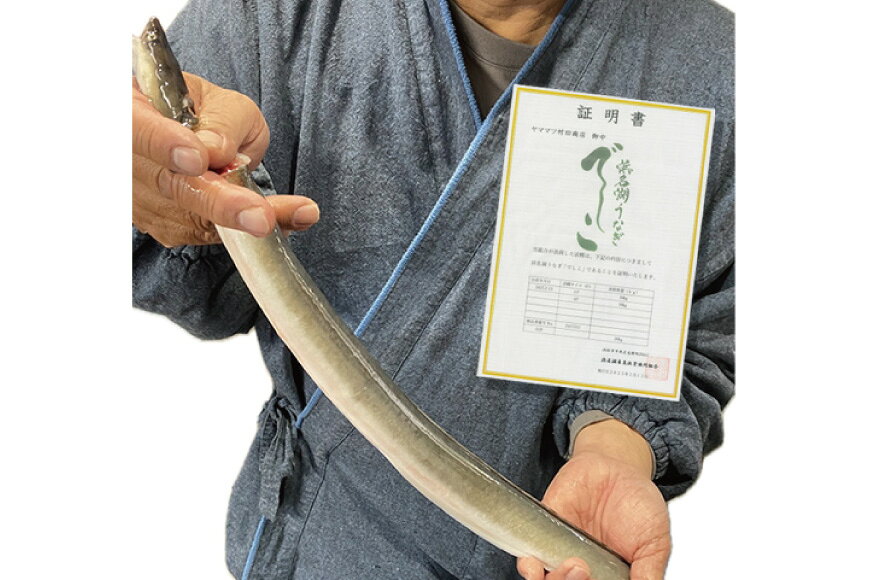 【ふるさと納税】 ブランド鰻【でしこ】 うなぎ 国産 静岡 雌うなぎ 炭火 白焼 長焼 200g 1〜2尾 選べる量 [ヤママツ村田商店 静岡県 吉田町 22424593] 鰻 ウナギ unagi 白焼き 雌鰻 雌 メス でしこ 養鰻 静岡県産 真空パック 冷凍 血抜き締め 丑の日 丑の日配送 f224243-yoshida-10002340 静岡県吉田町 サンプル画像3