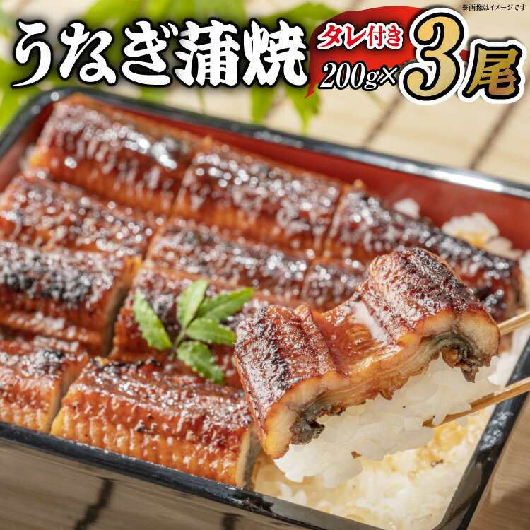 Rakuten - 【ふるさと納税】 選べる配送時期 うなぎ うなぎ蒲焼 200g×3尾 タレ 山椒 セット [むらた商会 静岡県 吉田町 22424759] 鰻 ウナギ 蒲焼き たれ 惣菜 おかず 鰻重 うな丼 鰻丼 うなぎ料理 鰻料理 冷凍 丑の日 丑の日配送