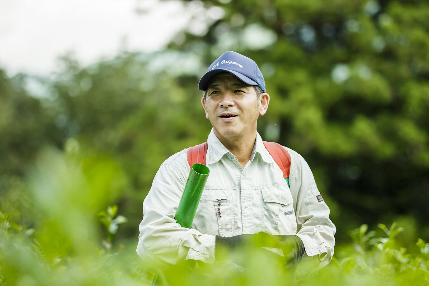 【ふるさと納税】お茶 静岡 緑茶 / 初摘み2本セット