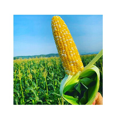 野末農園のとうもろこし「甘太郎」10本〜12本 【野菜・とうもろこし】 お届け:2020年6月中旬〜7月上旬