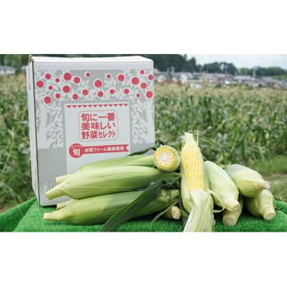 佐野ファームこだわりのとうもろこし「森のおおきみ」12本 【野菜・とうもろこし】 お届け:2020年6月10日〜7月10日