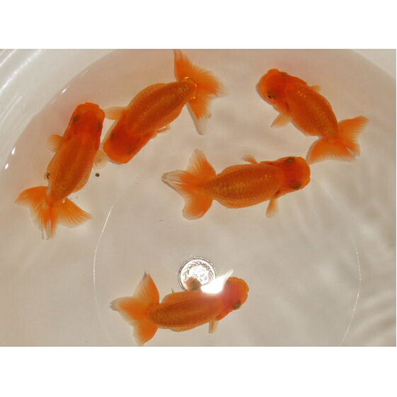 【ふるさと納税】らんちゅう 5匹　【生き物・らんちゅう・5匹・金魚】