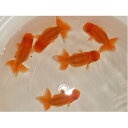 【ふるさと納税】らんちゅう 5匹 【生き物 らんちゅう 5匹 金魚】