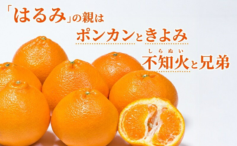【ふるさと納税】濃厚・完熟 みかん「はるみ」A品（ちょいきず） 果物類 柑橘類 フルーツ ミカン 柑橘 　お届け：2027年2月上旬～中旬 f224618-mori-10000550 静岡県森町 サンプル画像2