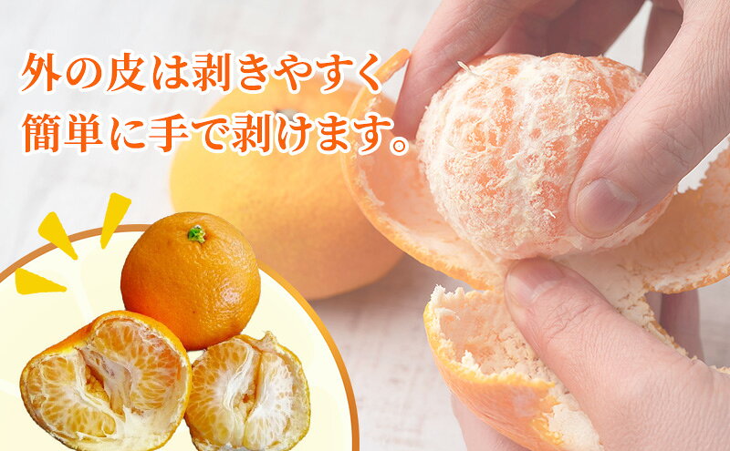【ふるさと納税】濃厚・完熟 みかん「はるみ」A品（ちょいきず） 果物類 柑橘類 フルーツ ミカン 柑橘 　お届け：2027年2月上旬～中旬 f224618-mori-10000550 静岡県森町 サンプル画像3