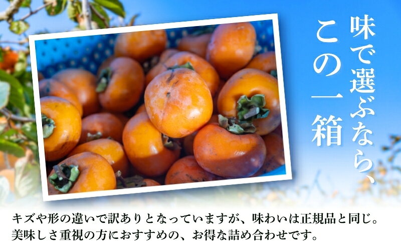 【ふるさと納税】遠州森の治郎柿　徳用箱（14～16個）訳あり品 果物 フルーツ 次郎柿 秋の味覚 デザート おやつ 間食 食後 不揃い キズ物 甘味 なめらかさ 自宅用 家庭用 静岡県産 森町産 　お届け：2026年11月10日～11月30日 f224618-mori-10000602 静岡県森町 サンプル画像3