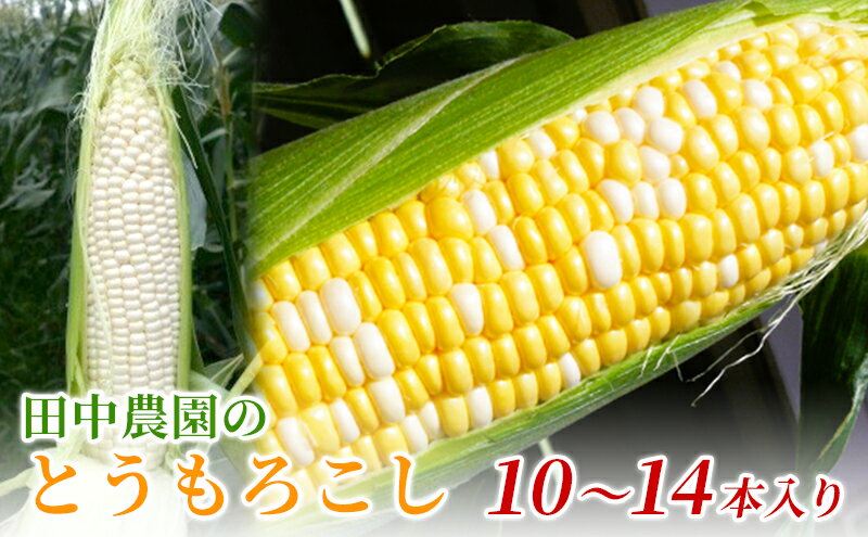 【ふるさと納税】田中農園のとうもろこし（10～14本入り）　【 野菜 人気 美味しい 生 甘い 高糖度 自慢 子供 おやつ やみつき リピート スイーツ 】　お届け：2024年5月下旬～7月中旬