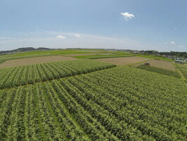 【ふるさと納税】遠州森鈴木農園の甘太郎