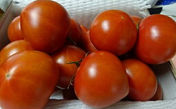 【ふるさと納税】農業王国豊橋の『高糖度フルーツトマト麗（れい）』1kg