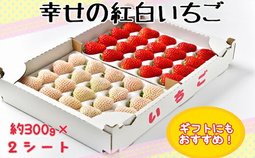 【ふるさと納税】お祝いに贈り物に『幸せの紅白いちご』（赤・白シート入り各約300g　計約600g）