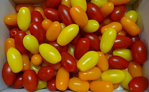 農業王国豊橋の『フルーツトマト　あまえぎみクレア3色MIX（レッド、オレンジ、イエロー）』1kgバラ