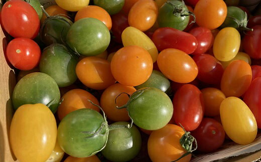 農業王国豊橋の『フルーツトマト あまえぎみ(オレンジ、グリーン)とクレア(レッド、オレンジ、イエロー)の5色MIX』1kgバラ