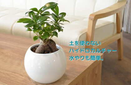 ハイドロカルチャー「観葉植物ガジュマル　ピュアボウル陶器鉢植え」