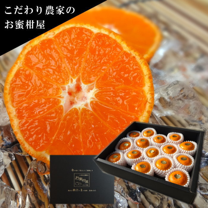 濃厚ハウスみかん『蜜ツ星』黒の化粧箱　秀品1.2kg入（Sサイズ15玉）