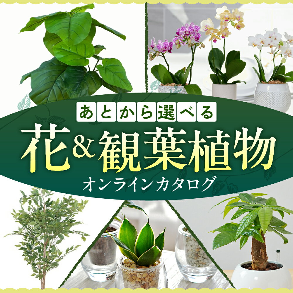【ふるさと納税】あとからゆっくり返礼品を選べる♪ ≪観葉植物カタログ≫ ふるさと納税 カタログ 定期便 ..