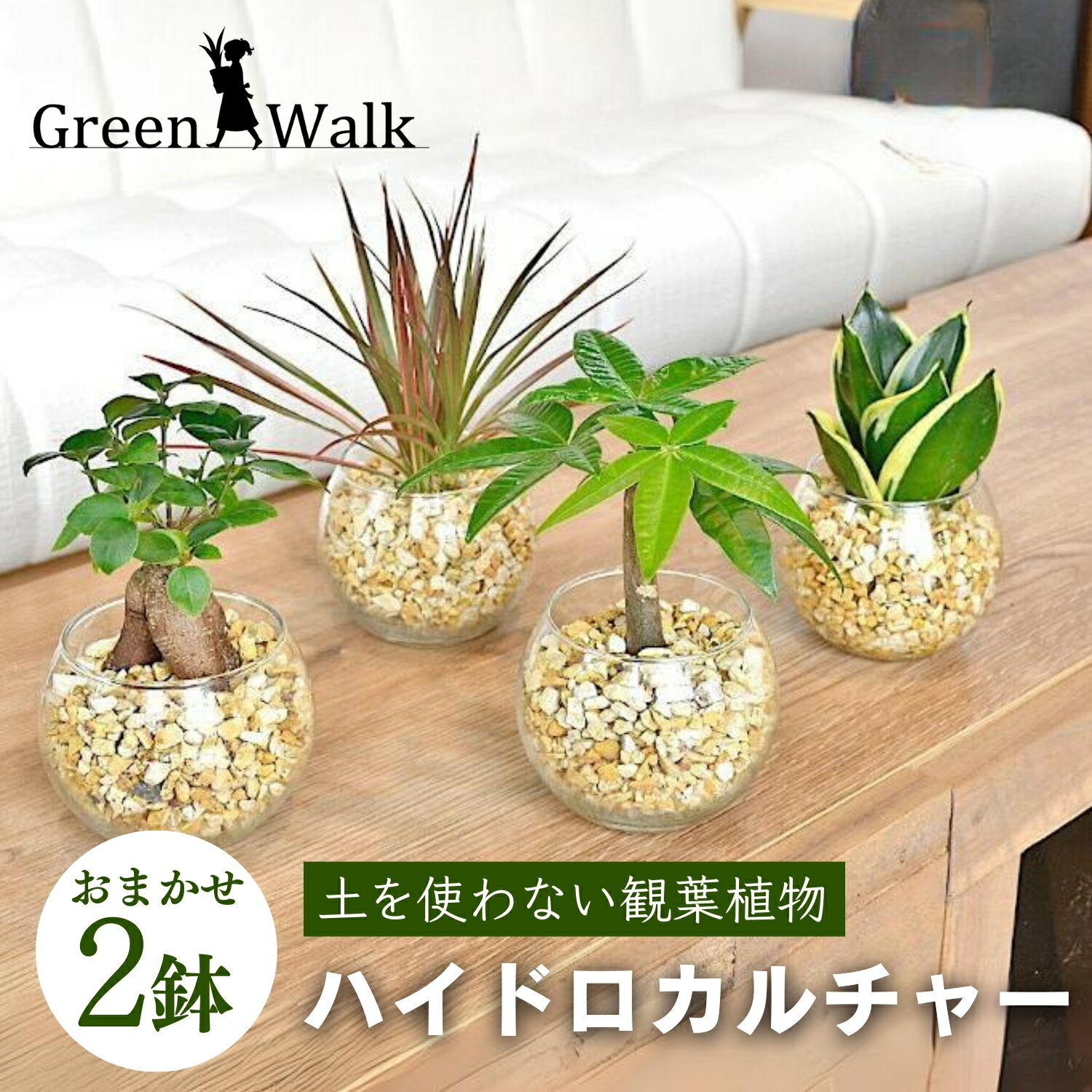 ハイドロカルチャー シンプルボール 観葉植物 2鉢セット 簡単 お手入れ 植物 屋内 鉢 雑貨 愛知県 豊橋市 送料無料