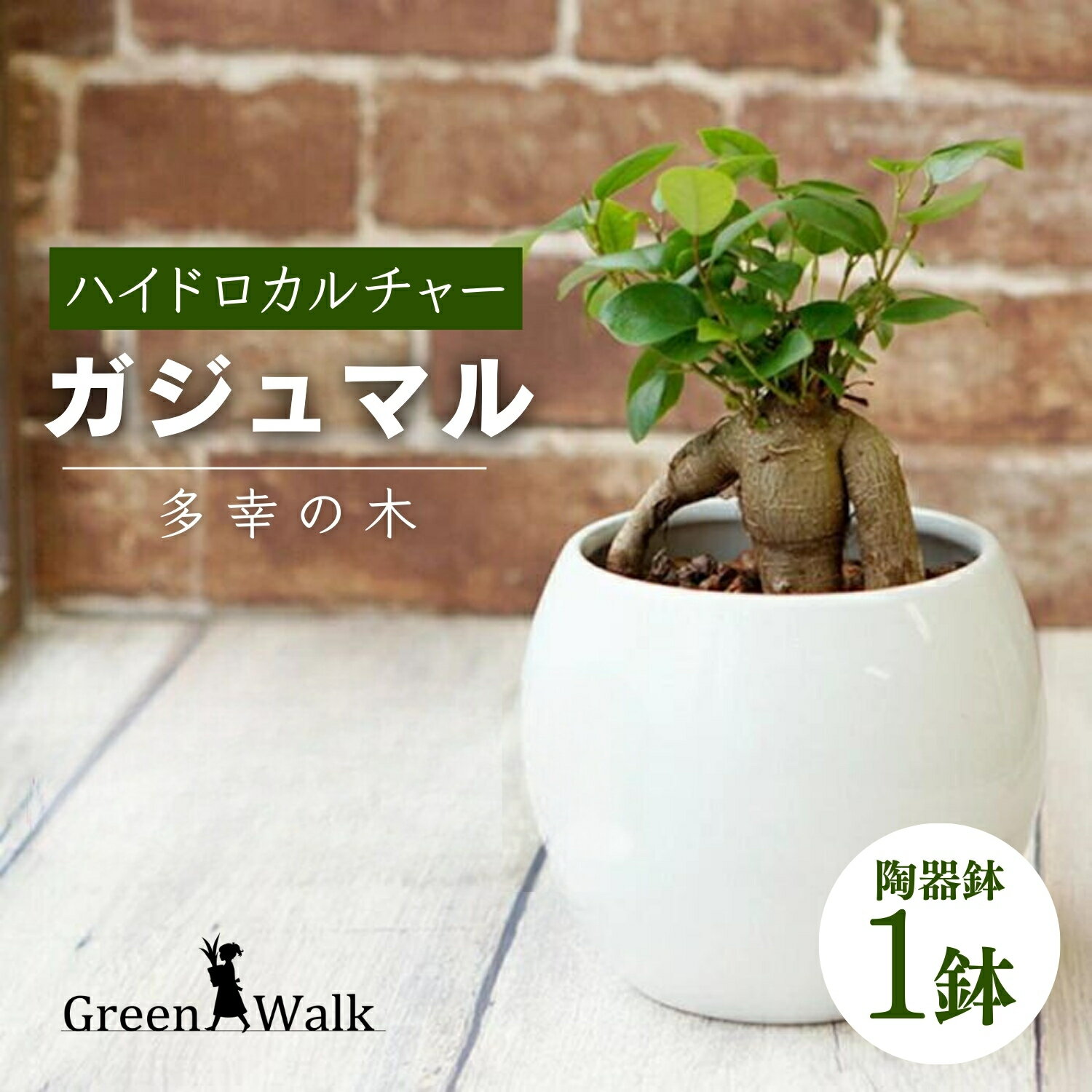 観葉植物 ガジュマル ピュアボウル ハイドロカルチャー 陶器 鉢植え 土無し インテリア 緑 グリーン 植物 簡単 初心者 かわいい 自然 ガジュマル 緑 豊橋市 12000円 1万2千円