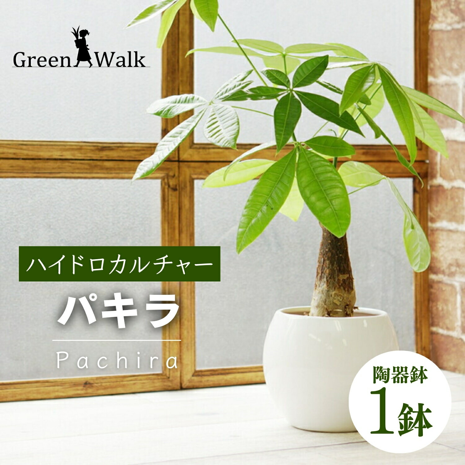 ハイドロカルチャー 観葉植物 パキラ ピュアボウル陶器鉢植え 陶器 鉢植え 土無し インテリア 緑 グリーン 植物 簡単 初心者 かわいい 自然 おしゃれ 送料無料 Green Walk グリーンウォーク 愛知県 豊橋市