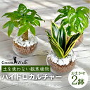 【ふるさと納税】ハイドロカルチャー 観葉植物 シンプルボールストーン レカトン植え 2鉢 鉢植え 土無し インテリア 緑 グリーン 植物 簡単 初心者 かわいい...