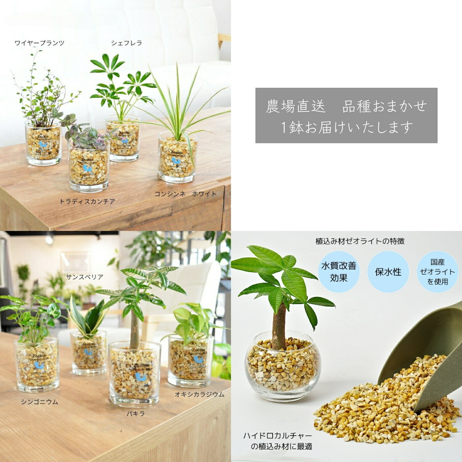 【ふるさと納税】ハイドロカルチャー 観葉植物 アドソープションM ゼオライト植え 鉢植え 土無し インテリア 緑 グリーン 植物 簡単 初心者 かわいい 自然 おしゃれ 送料無料 Green Walk グリーンウォーク 愛知県 豊橋市