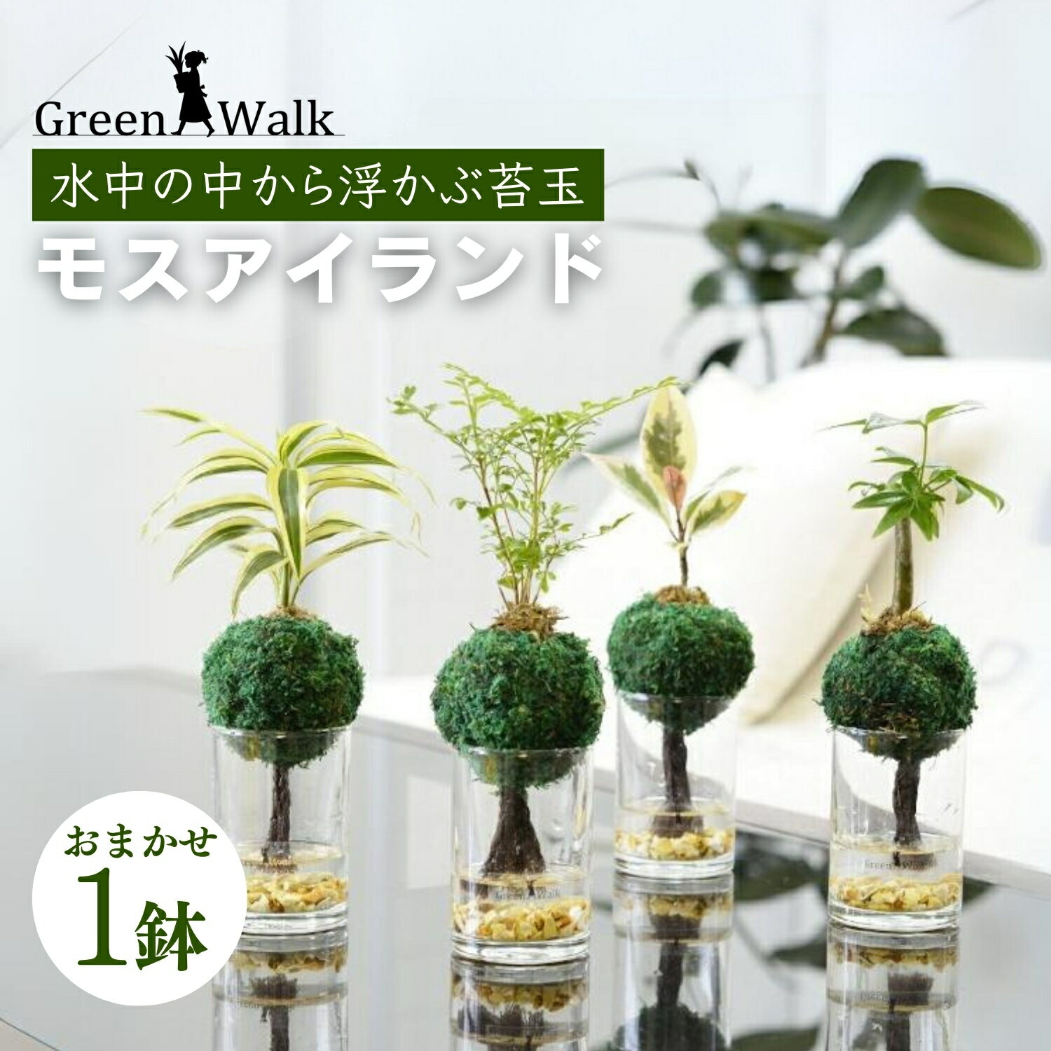 ハイドロカルチャー 観葉植物 モスアイランド 鉢植え 土無し インテリア 緑 グリーン 植物 簡単 初心者 かわいい 自然 おしゃれ 送料無料 Green Walk グリーンウォーク 愛知県 豊橋市