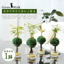 【ふるさと納税】ハイドロカルチャー 観葉植物 モスアイランド 鉢植え 土無し インテリア 緑 グリーン 植物 簡単 初心者 かわいい 自然 おしゃれ 送料無料 ...