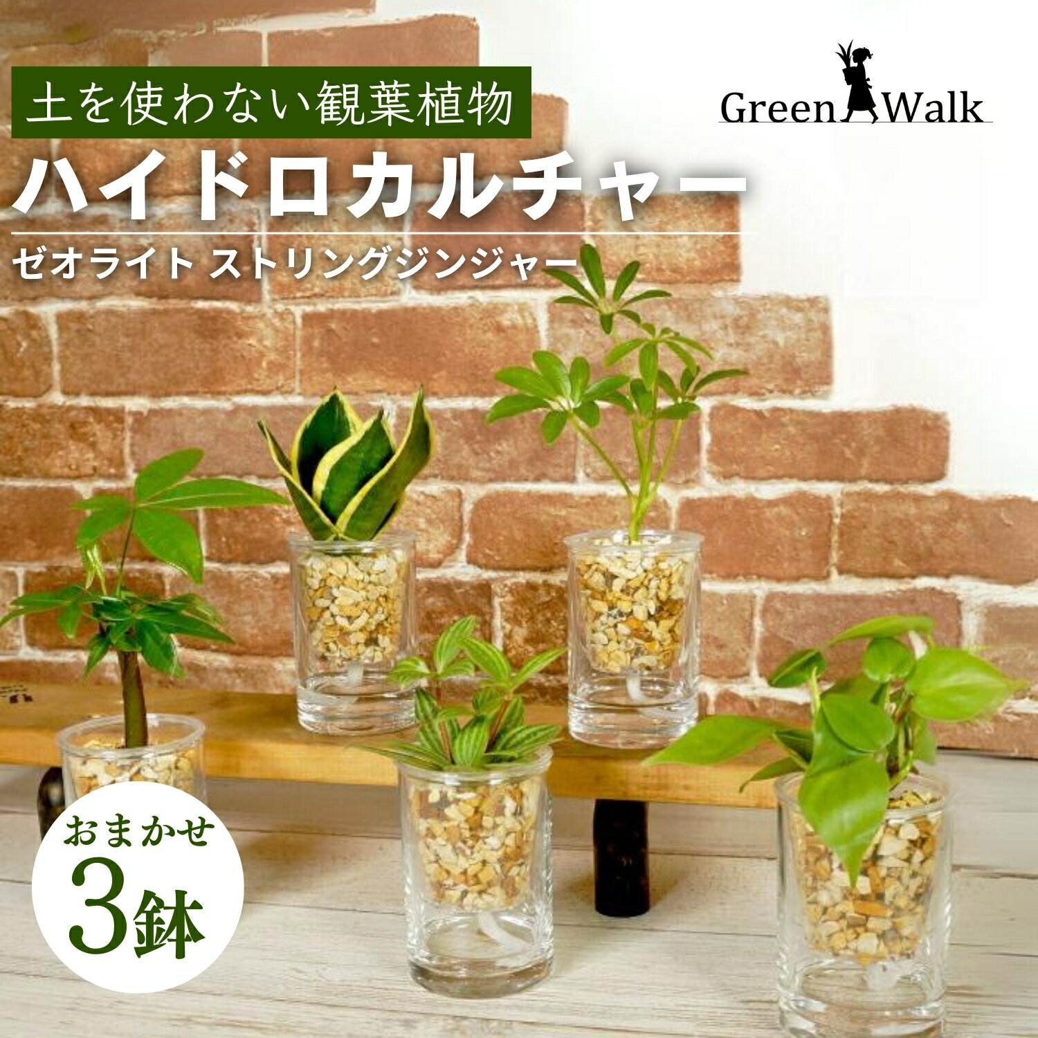 ハイドロカルチャー 観葉植物 ストリングジンジャー (3鉢セット) 土無し インテリア 緑 グリーン 植物 簡単 初心者 かわいい 自然 おしゃれ 送料無料 Green Walk グリーンウォーク 愛知県 豊橋市