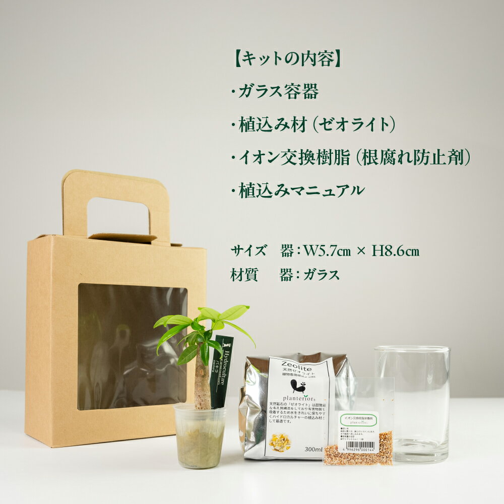 【ふるさと納税】ハイドロカルチャー 観葉植物 パキラ スタートキット 土無し インテリア 緑 グリーン 植物 簡単 初心者 かわいい 自然 おしゃれ 送料無料 Green Walk グリーンウォーク 愛知県 豊橋市