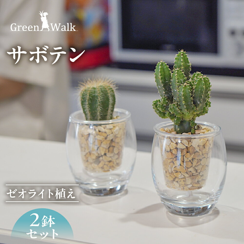 サボテン 2鉢セット[底面給水ガラス鉢]ゼオライト植え ゼオライト 観葉植物 植物 インテリア グリーン 緑 おしゃれ 可愛い ミニ 小さい 簡単 初心者 初心者向け 送料無料 雑貨 お洒落 セット さぼてん 愛知県 豊橋市