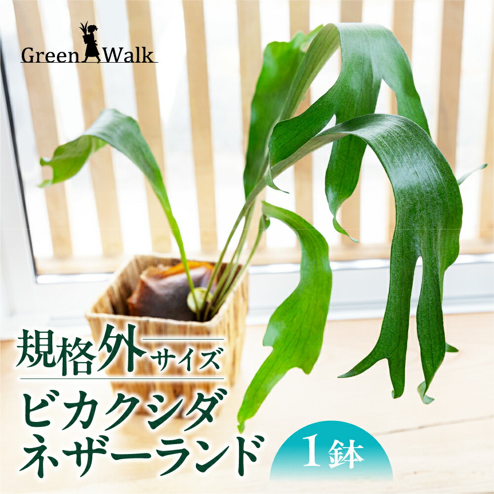 ビカクシダネザーランド 土植え 1鉢 ≪規格外品≫ 観葉植物 植物 インテリア グリーン 緑 おしゃれ 可愛い 希少 珍しい ビカクシダ コウモリラン ワケアリ 訳あり わけあり 大きい 板付け 板 送料無料 雑貨 お洒落 セット 愛知県 豊橋市