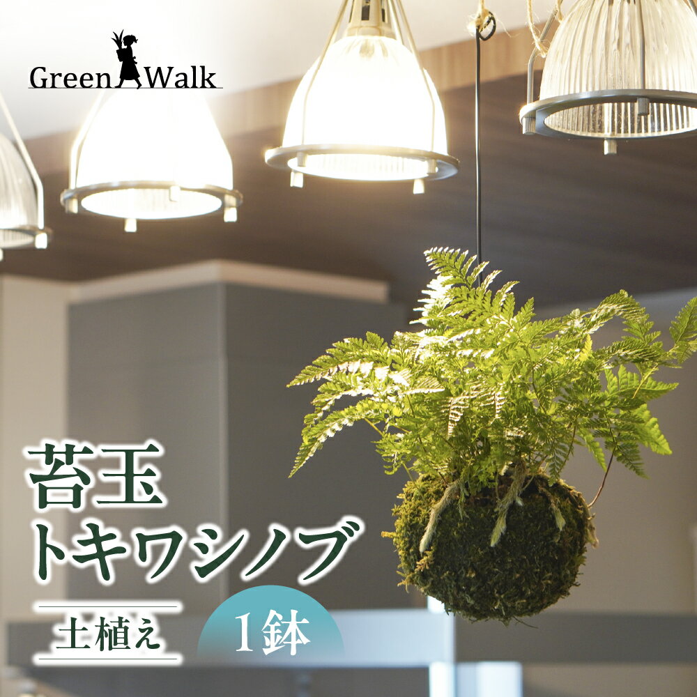 苔玉 吊りシノブ 土植え トキワシノブ こけだま 吊り下げ ハンギング 観葉植物 植物 インテリア グリーン 緑 おしゃれ 可愛い ミニ 小さい 簡単 初心者 初心者向け 送料無料 雑貨 お洒落 セット 愛知県 豊橋市