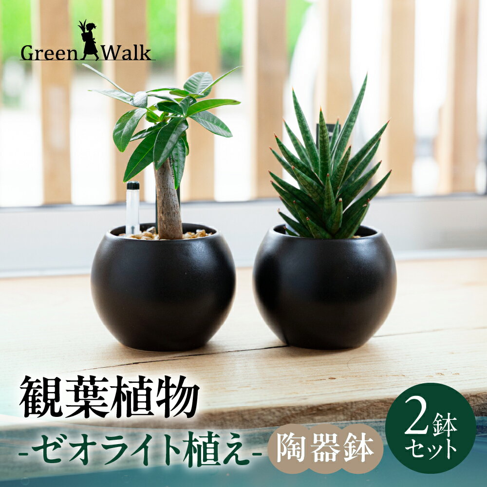 観葉植物 2鉢セット 陶器鉢(ブラックバルーン)ゼオライト植え ゼオライト ハイドロカルチャー 観葉植物 植物 インテリア グリーン 緑 おしゃれ 可愛い ミニ 小さい 簡単 初心者 初心者向け 送料無料 雑貨 お洒落 セット 愛知県 豊橋市
