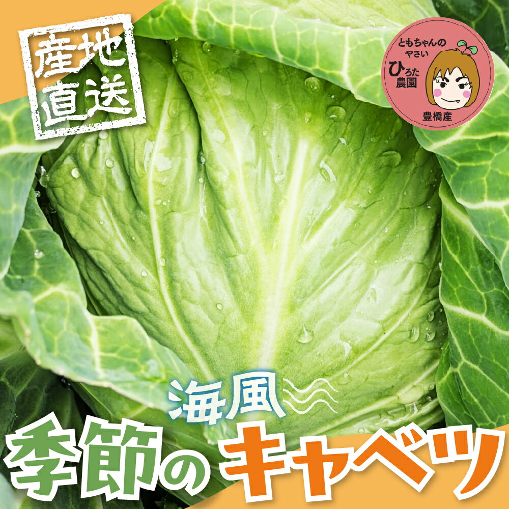 旬のキャベツ [選べる玉数]2玉 6玉 12玉 | 1回お届け 定期便 ミネラルたっぷり 海風そだち 潮風 豊橋 国産 家族で 大容量 ともちゃんのやさい 大人気! 愛知県 豊橋市 安心野菜 キャベツ 冬キャベツ 春キャベツ 初夏キャベツ