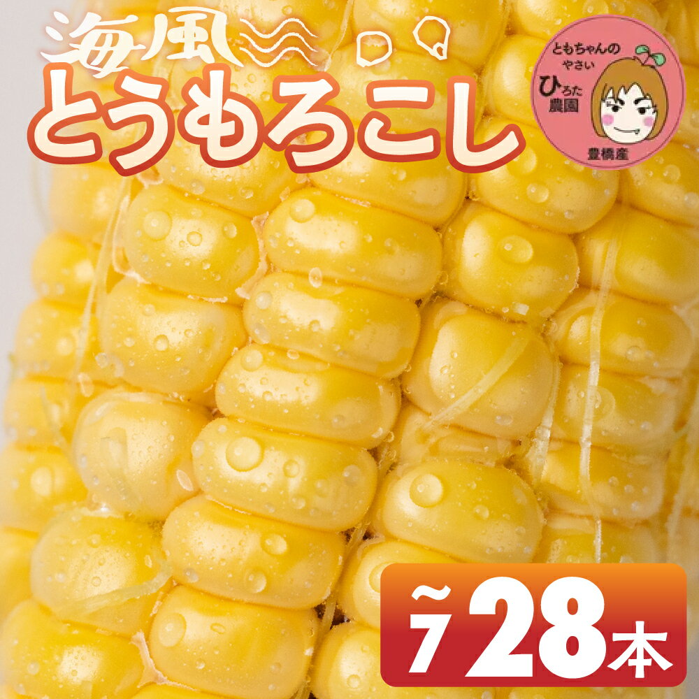 ≪先行予約≫ 令和8年産(2026年収穫)黄色とうもろこし 7本 14本 28本 直売所で大人気! 愛知県 豊橋市 夏野菜 野菜 ミネラルたっぷり 海風そだち 潮風 BBQ 家族で 大容量 豊橋 ともちゃんのやさい