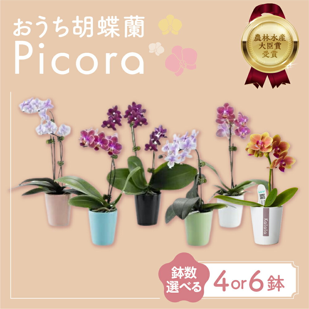 胡蝶蘭『ピコラ』 選べる鉢数 4鉢 / 6鉢 セット 花 鉢花 おまかせ 鉢植え ランキング 一位 セット 鉢花 ラン ミディ 自宅用 観葉植物 インテリア お花 グリーン 愛知県 豊橋市 渥美半島 15000円 19000円
