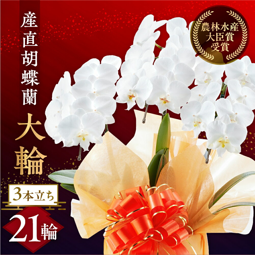 産直 胡蝶蘭 白 3本立ち 21輪 大輪 胡蝶蘭 豊橋市 花 鉢 贈答 ギフト お祝い ミディ 幸福 自宅用 装飾 選べる ラッピング 贈り物 フラワー 発表会 祝い 記念 退職 還暦 開店 19000円 1万9千円