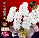 【ふるさと納税】産直 胡蝶蘭『大輪』白 5本立ち 50輪 花 鉢付き 洋ラン ラッピング付き お祝 鉢 贈答 ギフト お祝い ミディ 幸福 自宅用 装飾 選べる...