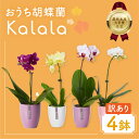 【ふるさと納税】胡蝶蘭『カララ』 ミディ 4鉢 セット 花 鉢花 訳あり おまかせ 鉢植え ランキング 一位 セット 鉢花 ラン 自宅用 観葉植物 インテリア ...