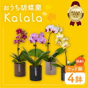 【ふるさと納税】\高評価★4.78/ 産直 胡蝶蘭 『カララ』 4鉢 ウッド鉢 花 鉢花 訳あり おまかせ 鉢植え ランキング 一位 セット 鉢花 ラン ミディ...