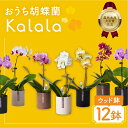 【ふるさと納税】産直胡蝶蘭『カララ』12鉢セット ウッド鉢 花 鉢花 おまかせ 鉢植え ランキング 一位 セット 鉢花 ラン ミディ 自宅用 観葉植物 インテリア お花 グリーン 愛知県 豊橋市 渥美半島 42000円