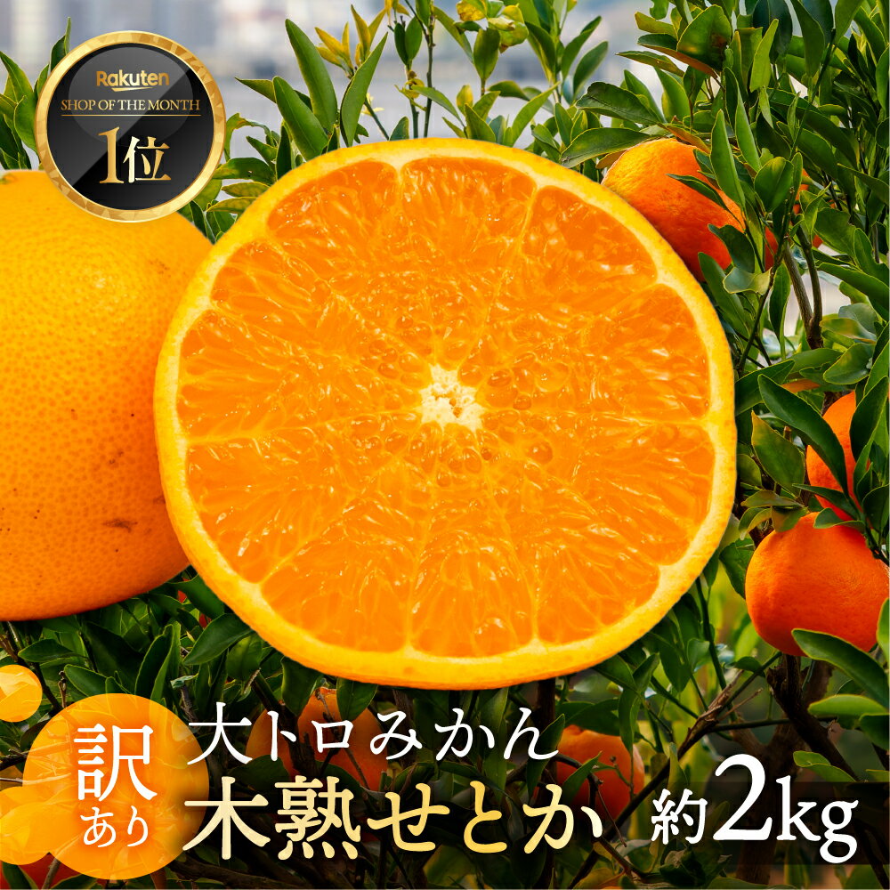 ≪先行予約≫大トロみかん『木熟せとか』家庭用 バラ詰め 約2kg ミカン みかん せとか フルーツ 果物 旬 mikan 訳あり ワケアリ 訳アリ 愛知県 豊橋市 マルカワ園芸