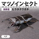【ふるさと納税】マツノインセクト 田原産 ヒラタクワガタ ~69mm ペア 65mm 66mm 67mm 68mm 69mm 国産 ブリーダー 松野 送料無料 ...