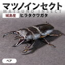 【ふるさと納税】マツノインセクト 城島産 ヒラタクワガタ ~71mm ペア 67mm 68mm 69mm 70mm 71mm 国産 ブリーダー 松野 送料無料 ...