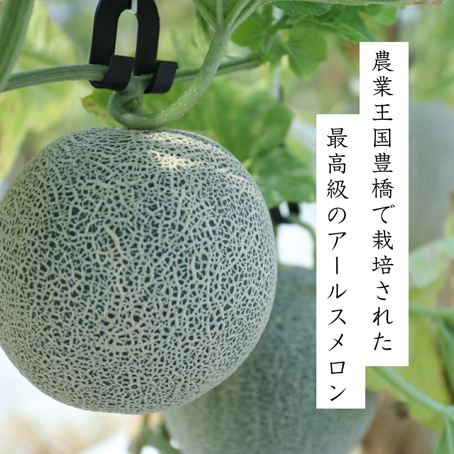 【ふるさと納税】《先行予約 2026年発送》最高級 糖度保証付き アールスメロン 2玉 1.8kg以上 高糖度 14以上 マスクメロン メロン 旬 フルーツ 高級 甘い めろん デザート スイーツ 送料無料 道の駅とよはし 愛知県 豊橋市 17000円