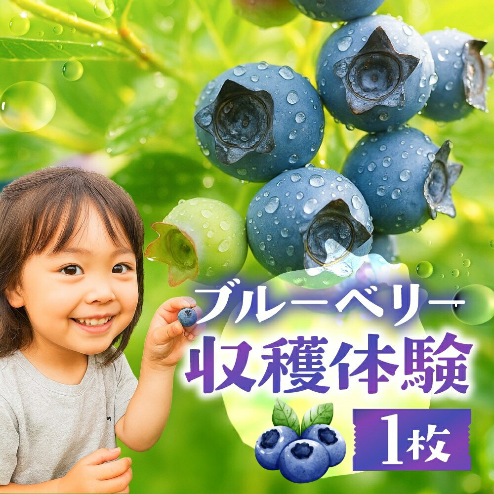 ブルーベリー収穫体験チケット 1枚 愛知県 豊橋市 40種類 食べ放題 ブルーベリー 摘み取り 体験 ブルーベリー狩り フルーツ狩り