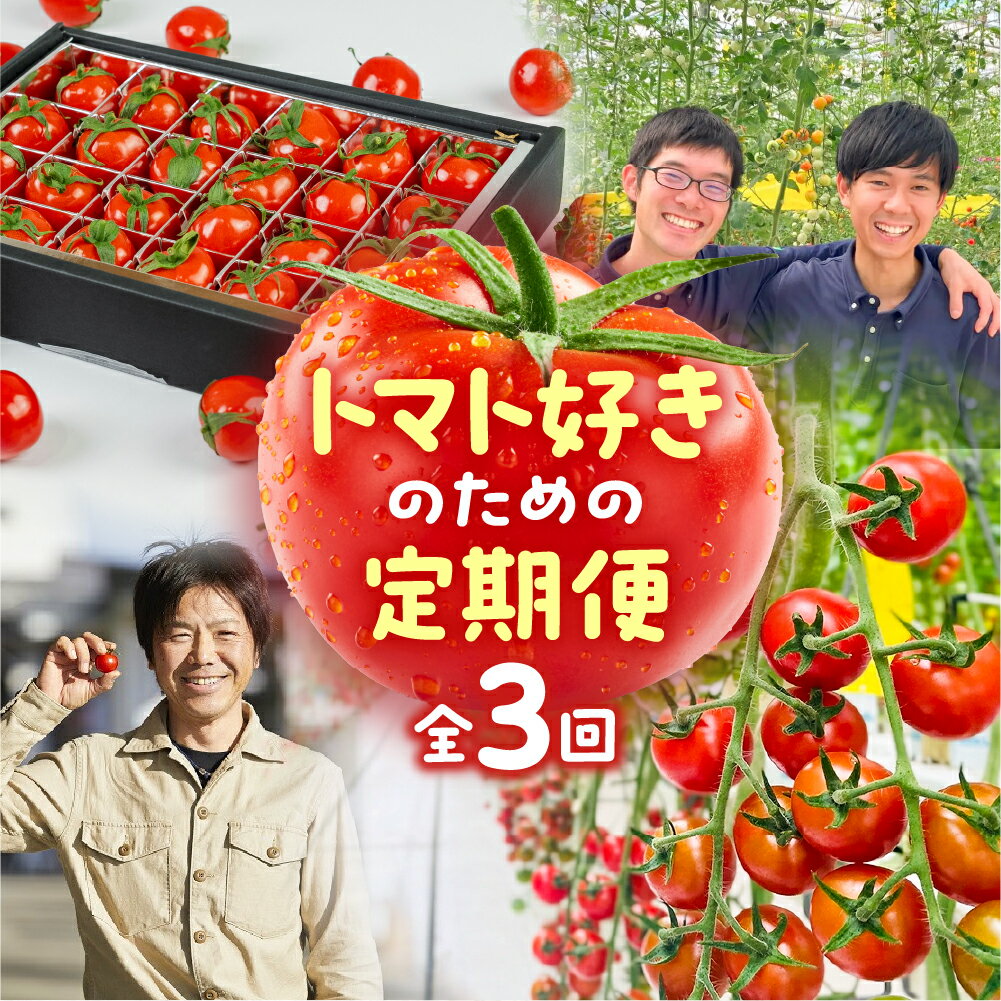 【ふるさと納税】トマト大好き定期便 3回お届け トマト ミニトマト フルーツトマト 食べ比べ 高糖度 プチぷよ ファーストトマト とまと 旬 先行予約 期間限定 お楽しみ トマト定期便 定期 3回 3ヵ月 希少品種 人気 楽天限定 ふるさと納税 愛知県 豊橋市 送料無料のサムネイル