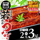 【ふるさと納税】 お届け時期が選べる 国産若うなぎ 2尾 / 3尾 老舗 国産うなぎ unagi 蒲焼 ウナギ 冷凍 土用 丑の日 土用の丑の日 年末配送 年末 年内配送 鰻 国産 蒲焼 お歳暮 お中元 豊橋うなぎ 愛知県 豊橋市 1万円 10000円 13000円